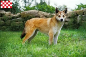 Mehr über den Artikel erfahren Norwegischer Lundehund Züchter und Welpen in Nordbrabant