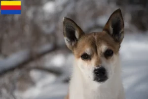 Mehr über den Artikel erfahren Norwegischer Lundehund Züchter und Welpen in Nordholland