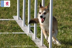 Mehr über den Artikel erfahren Norwegischer Lundehund Züchter und Welpen in Nouvelle-Aquitaine