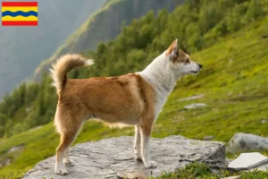 Mehr über den Artikel erfahren Norwegischer Lundehund Züchter und Welpen in Overijssel