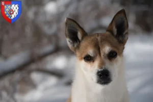 Mehr über den Artikel erfahren Norwegischer Lundehund Züchter und Welpen in Pays de la Loire