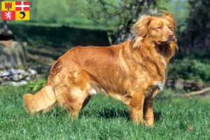 Mehr über den Artikel erfahren Nova Scotia Duck Tolling Retriever Züchter und Welpen in Auvergne-Rhône-Alpes