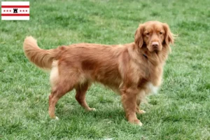 Mehr über den Artikel erfahren Nova Scotia Duck Tolling Retriever Züchter und Welpen in Drenthe