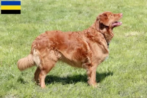 Mehr über den Artikel erfahren Nova Scotia Duck Tolling Retriever Züchter und Welpen in Gelderland