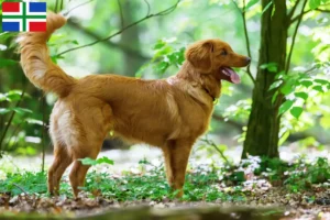 Mehr über den Artikel erfahren Nova Scotia Duck Tolling Retriever Züchter und Welpen in Groningen