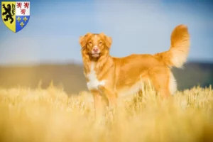 Mehr über den Artikel erfahren Nova Scotia Duck Tolling Retriever Züchter und Welpen in Hauts-de-France