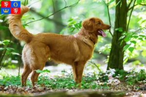 Mehr über den Artikel erfahren Nova Scotia Duck Tolling Retriever Züchter und Welpen in Hradec Králové