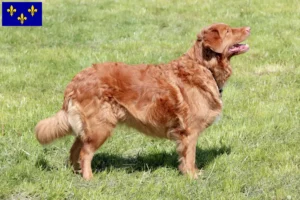 Mehr über den Artikel erfahren Nova Scotia Duck Tolling Retriever Züchter und Welpen in Île-de-France