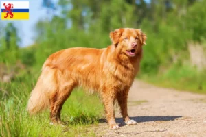 Mehr über den Artikel erfahren Nova Scotia Duck Tolling Retriever Züchter und Welpen in Limburg