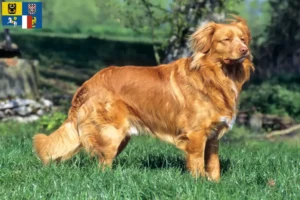 Mehr über den Artikel erfahren Nova Scotia Duck Tolling Retriever Züchter und Welpen in Mähren-Schlesien