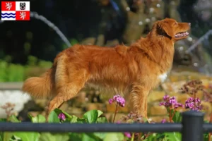 Mehr über den Artikel erfahren Nova Scotia Duck Tolling Retriever Züchter und Welpen in Mittelböhmen