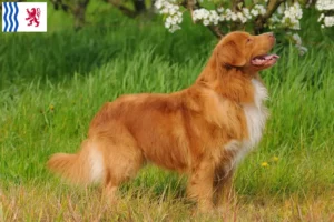 Mehr über den Artikel erfahren Nova Scotia Duck Tolling Retriever Züchter und Welpen in Nouvelle-Aquitaine