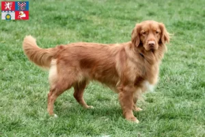 Mehr über den Artikel erfahren Nova Scotia Duck Tolling Retriever Züchter und Welpen in Pardubice