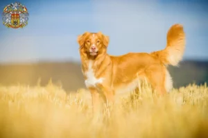 Mehr über den Artikel erfahren Nova Scotia Duck Tolling Retriever Züchter und Welpen in Prag