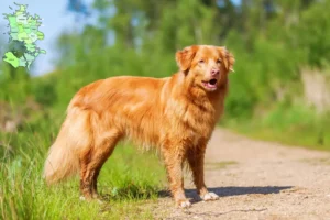 Mehr über den Artikel erfahren Nova Scotia Duck Tolling Retriever Züchter und Welpen in Sjælland