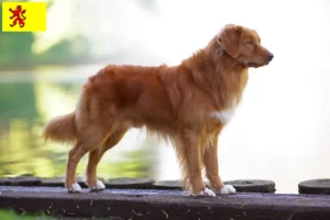 Mehr über den Artikel erfahren Nova Scotia Duck Tolling Retriever Züchter und Welpen in Südholland