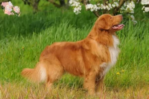 Mehr über den Artikel erfahren Nova Scotia Duck Tolling Retriever Züchter und Welpen in Syddanmark