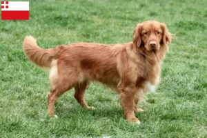 Mehr über den Artikel erfahren Nova Scotia Duck Tolling Retriever Züchter und Welpen in Utrecht