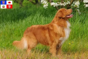 Mehr über den Artikel erfahren Nova Scotia Duck Tolling Retriever Züchter und Welpen in Vysočina