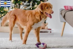 Mehr über den Artikel erfahren Nova Scotia Duck Tolling Retriever Züchter und Welpen in Zeeland