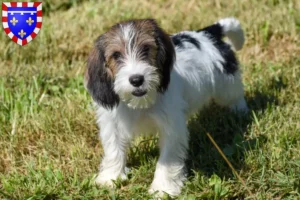 Mehr über den Artikel erfahren Petit Basset Griffon Vendéen Züchter und Welpen in Centre-Val de Loire