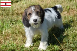 Mehr über den Artikel erfahren Petit Basset Griffon Vendéen Züchter und Welpen in Drenthe