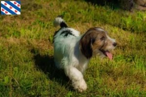 Mehr über den Artikel erfahren Petit Basset Griffon Vendéen Züchter und Welpen in Friesland