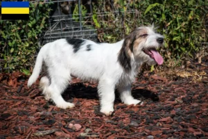 Mehr über den Artikel erfahren Petit Basset Griffon Vendéen Züchter und Welpen in Gelderland