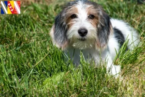 Mehr über den Artikel erfahren Petit Basset Griffon Vendéen Züchter und Welpen in Grand Est