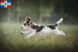 Mehr über den Artikel erfahren Petit Basset Griffon Vendéen Züchter und Welpen in Groningen