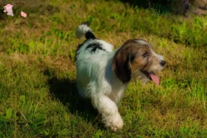 Mehr über den Artikel erfahren Petit Basset Griffon Vendéen Züchter und Welpen in Hovedstaden