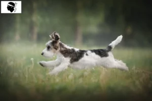 Mehr über den Artikel erfahren Petit Basset Griffon Vendéen Züchter und Welpen auf Korsika