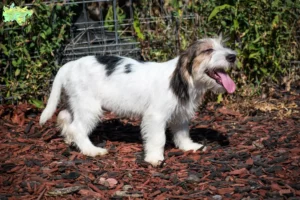 Mehr über den Artikel erfahren Petit Basset Griffon Vendéen Züchter und Welpen in Midtjylland