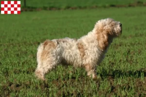 Mehr über den Artikel erfahren Petit Basset Griffon Vendéen Züchter und Welpen in Nordbrabant