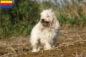 Mehr über den Artikel erfahren Petit Basset Griffon Vendéen Züchter und Welpen in Nordholland