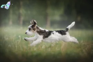 Mehr über den Artikel erfahren Petit Basset Griffon Vendéen Züchter und Welpen in Nordjylland