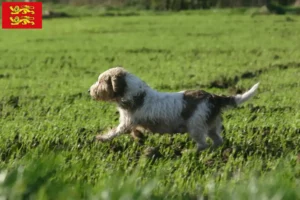 Mehr über den Artikel erfahren Petit Basset Griffon Vendéen Züchter und Welpen in der Normandie