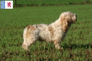 Mehr über den Artikel erfahren Petit Basset Griffon Vendéen Züchter und Welpen in Nouvelle-Aquitaine