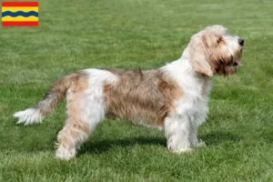 Mehr über den Artikel erfahren Petit Basset Griffon Vendéen Züchter und Welpen in Overijssel