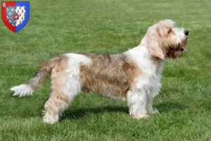 Mehr über den Artikel erfahren Petit Basset Griffon Vendéen Züchter und Welpen in Pays de la Loire