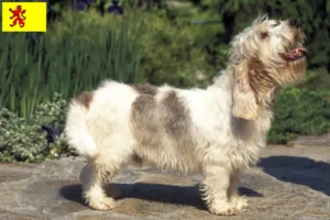 Mehr über den Artikel erfahren Petit Basset Griffon Vendéen Züchter und Welpen in Südholland