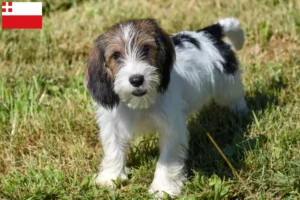 Mehr über den Artikel erfahren Petit Basset Griffon Vendéen Züchter und Welpen in Utrecht