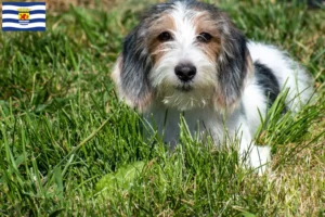 Mehr über den Artikel erfahren Petit Basset Griffon Vendéen Züchter und Welpen in Zeeland