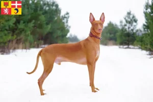 Mehr über den Artikel erfahren Pharaonenhund Züchter und Welpen in Auvergne-Rhône-Alpes