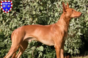 Mehr über den Artikel erfahren Pharaonenhund Züchter und Welpen in Centre-Val de Loire