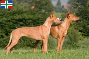 Mehr über den Artikel erfahren Pharaonenhund Züchter und Welpen in Groningen