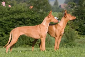 Mehr über den Artikel erfahren Pharaonenhund Züchter und Welpen in Hovedstaden