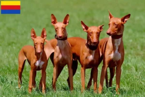 Mehr über den Artikel erfahren Pharaonenhund Züchter und Welpen in Nordholland