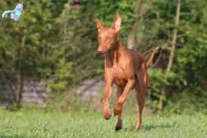 Mehr über den Artikel erfahren Pharaonenhund Züchter und Welpen in Nordjylland