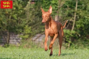 Mehr über den Artikel erfahren Pharaonenhund Züchter und Welpen in der Normandie